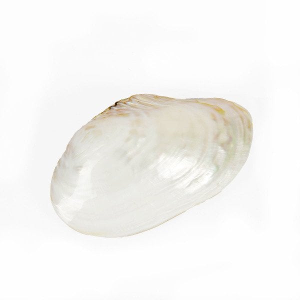 SEDEF CLAM DOĞAL DENİZ KABUĞU 25*31 CM