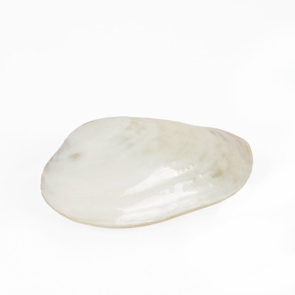 SEDEF CLAM DOĞAL DENİZ KABUĞU 25*31 CM