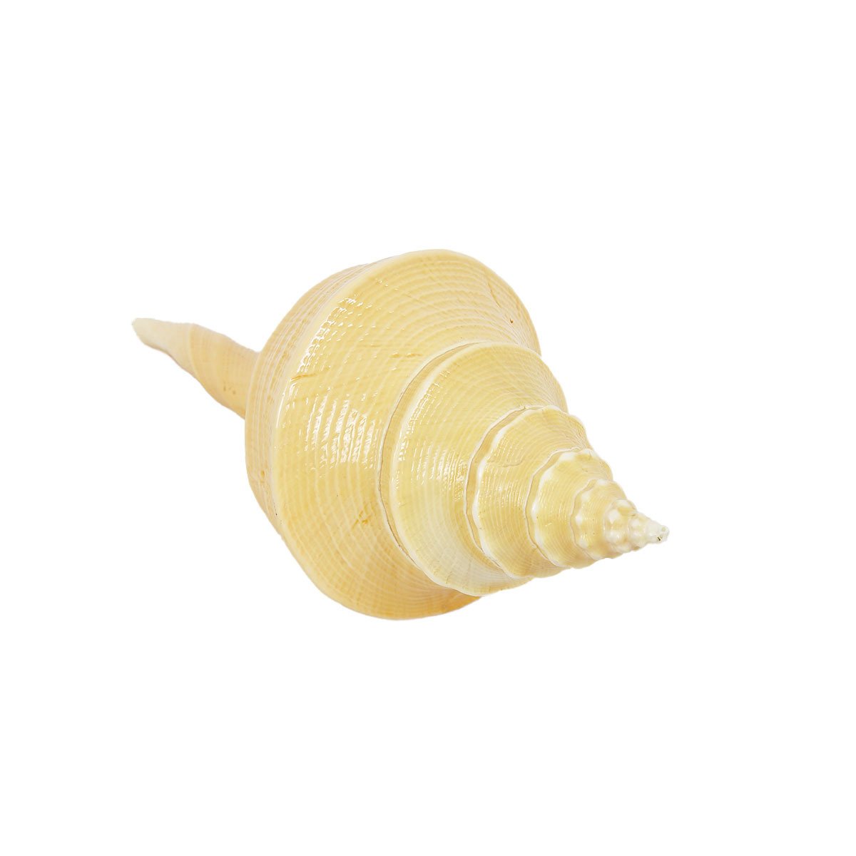 DOĞAL DENİZ KABUĞU  25 CM