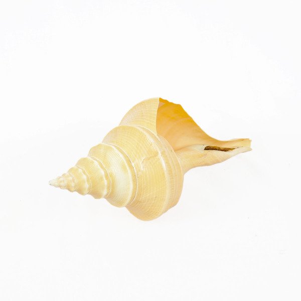 DOĞAL DENİZ KABUĞU  25 CM
