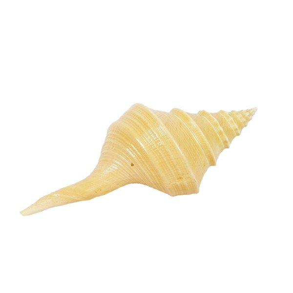 DOĞAL DENİZ KABUĞU  25 CM
