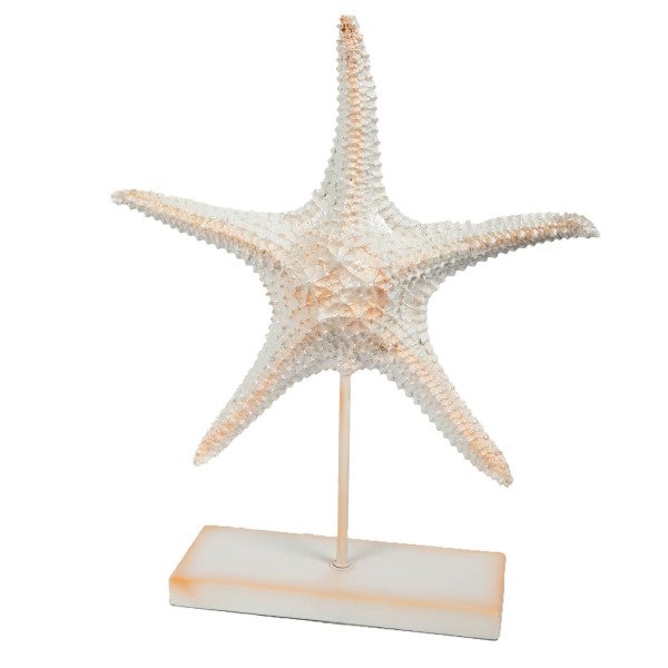 STANDLI 2'Lİ DENİZ YILDIZI DEKORATİF BİBLO  31 CM, 39 CM